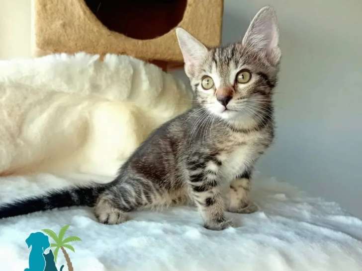 À accueillir : chaton mâle tigré de 2 mois