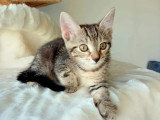 À accueillir : chaton mâle tigré de 2 mois