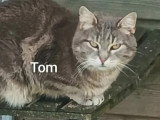 En attente d'un foyer : chat tigré de 4 ans