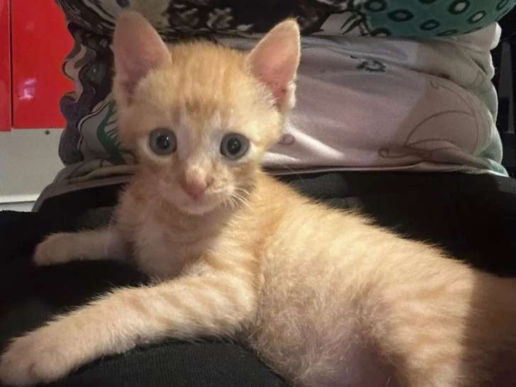 Prêt pour l'adoption : chaton mâle roux de 4 mois