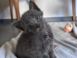 En attente d'adoption : chaton mâle gris de 4 mois