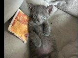 En attente d'adoption : chaton mâle gris de 4 mois
