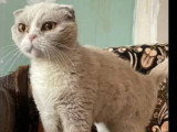 Disponible à l'adoption : chatte croisée Scottish Fold de 2 ans