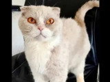 Disponible à l'adoption : chatte croisée Scottish Fold de 2 ans