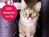 En quête d'un foyer : chaton femelle tigrée de 8 mois