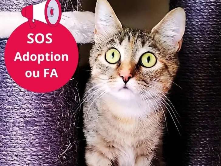 En quête d'un foyer : chaton femelle tigrée de 8 mois