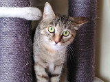 En quête d'un foyer : chaton femelle tigrée de 8 mois