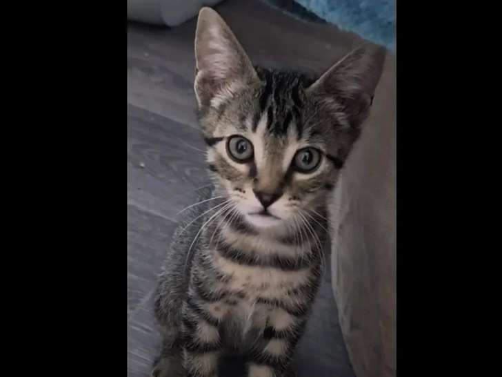 À adopter : chaton mâle tigré de 3 mois