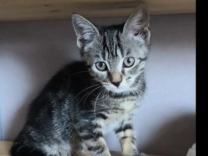 En attente d'adoption : chaton femelle tigré de 3 mois