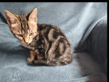 En attente d'adoption : chaton femelle tigré de 3 mois
