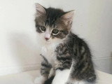À accueillir : chaton mâle tigré et blanc de 2 mois