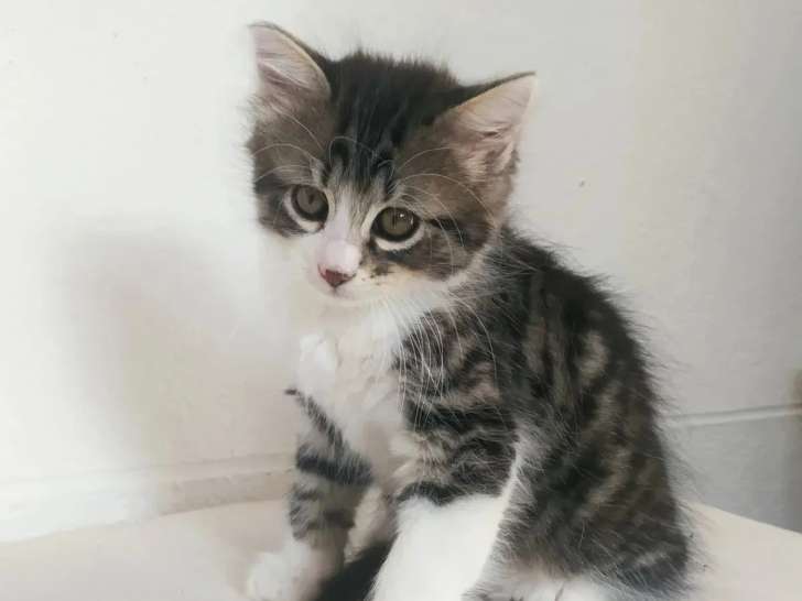 À accueillir : chaton mâle tigré et blanc de 2 mois