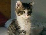 À accueillir : chaton mâle tigré et blanc de 2 mois