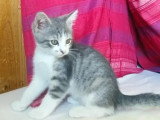Adoption disponible : chaton mâle tigré et blanc de 2 mois