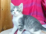 Adoption disponible : chaton mâle tigré et blanc de 2 mois