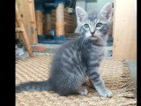 En attente d'un foyer : chaton mâle tigré de 2 mois