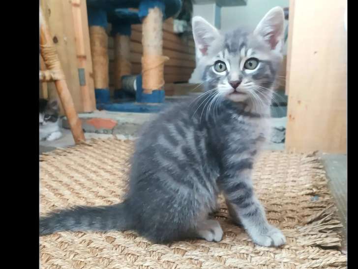 En attente d'un foyer : chaton mâle tigré de 2 mois