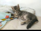 En attente d'un foyer : chaton mâle tigré de 2 mois