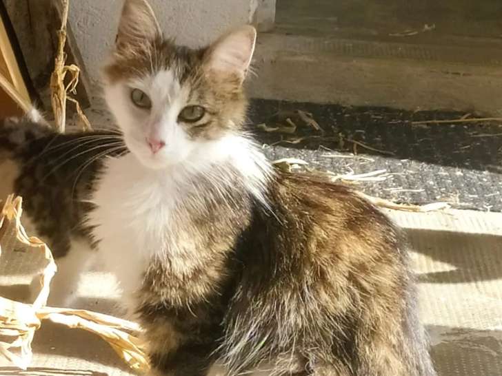 À la recherche d'une famille : chatte tigrée et blanche d'un an