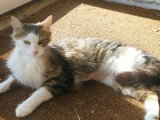 À la recherche d'une famille : chatte tigrée et blanche d'un an