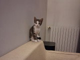 Chaton à donner