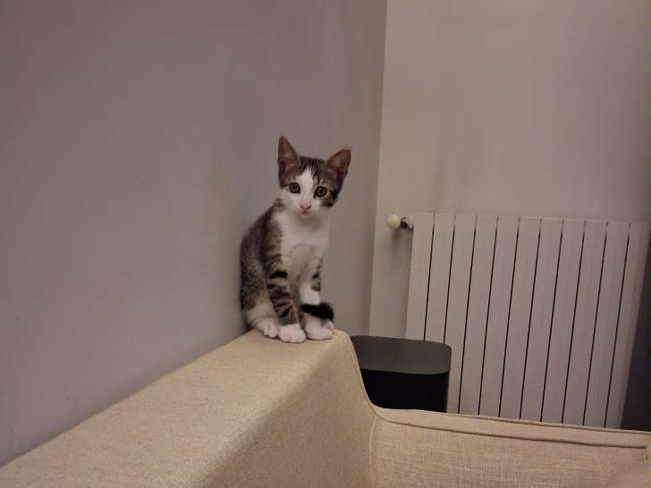 Chaton à donner