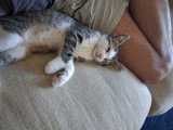 Chaton à donner