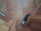 Chaton à donner