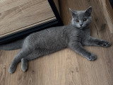 Chatonne de type British Shorthair à vendre
