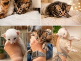 3 chatons Bengal LOOF nés juin 2026 à réserver