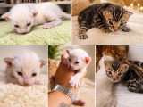 3 chatons Bengal LOOF nés juin 2026 à réserver