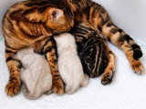 3 chatons Bengal LOOF nés juin 2026 à réserver