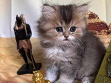 Deux chatons British Longhair mâles LOOF à réserver nés en avril 2026