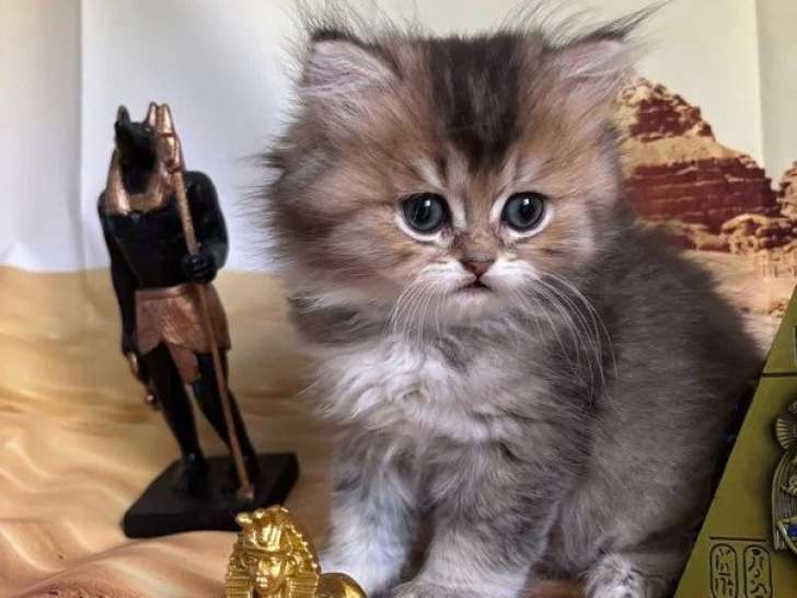 Deux chatons British Longhair mâles LOOF à réserver nés en avril 2026