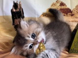 Deux chatons British Longhair mâles LOOF à réserver nés en avril 2026