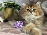 Deux chatons British Longhair mâles LOOF à réserver nés en avril 2026