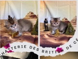 Deux chatons British Longhair mâles LOOF à réserver nés en avril 2026