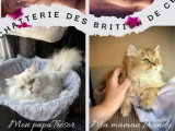 Deux chatons British Longhair mâles LOOF à réserver nés en avril 2026