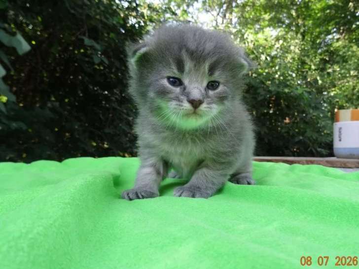 3 chatons mâles Sibériens inscrits au LOOF nés en juin 2026 à réserver