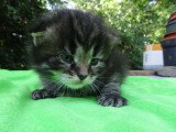 3 chatons mâles Sibériens inscrits au LOOF nés en juin 2026 à réserver