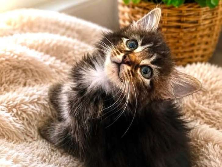 Naëlio, chaton à adopter en association