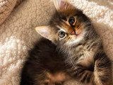 Naëlio, chaton à adopter en association