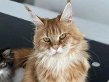 Femelle adulte Maine Coon de 2020 en vente