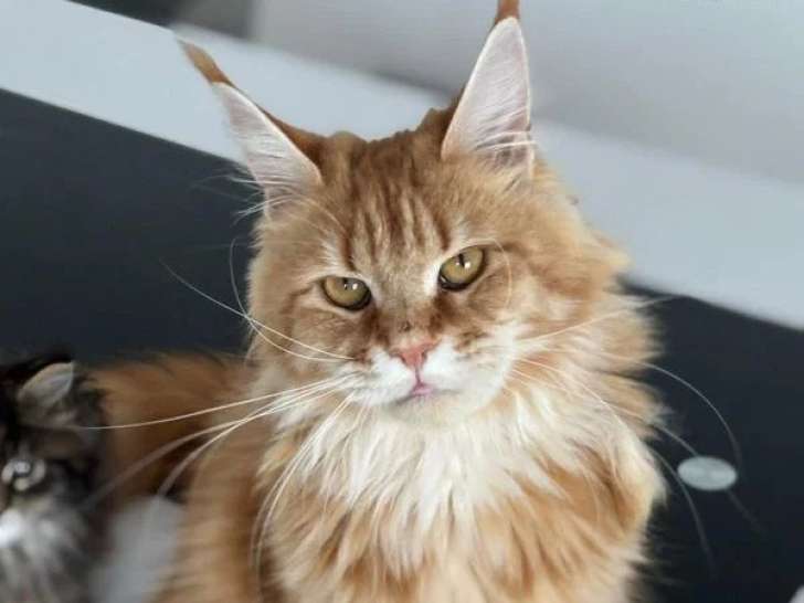 Femelle adulte Maine Coon de 2020 en vente