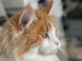 Femelle adulte Maine Coon de 2020 en vente