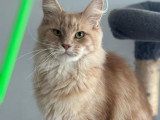 Femelle adulte Maine Coon de 2020 en vente