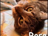 À la recherche d'une famille : chatte tigrée de 6 ans