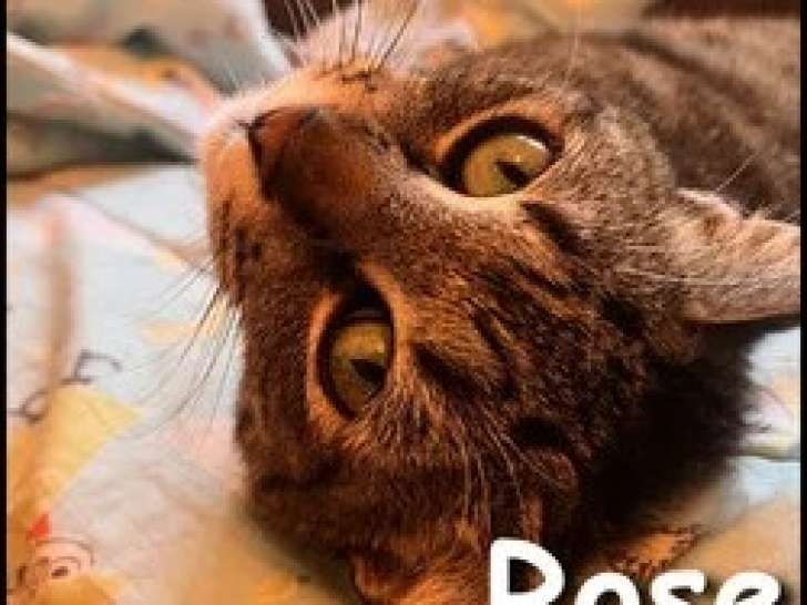À la recherche d'une famille : chatte tigrée de 6 ans