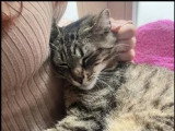 À la recherche d'une famille : chatte tigrée de 6 ans