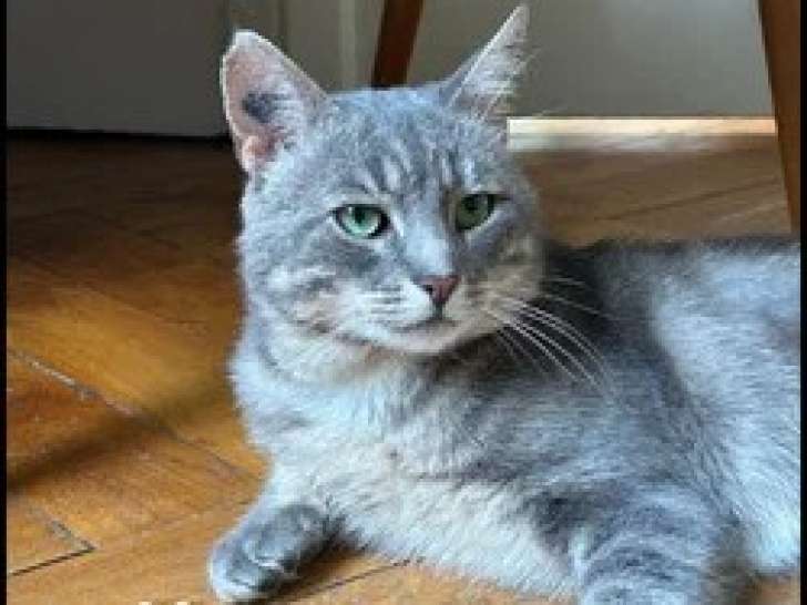 À adopter : chat gris de 2 ans